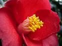 2012-01-14, Kamelie (4)